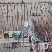 مرغ عشق|پرنده|رشت, معلولین|دیوار