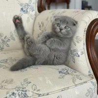 اسکاتیش ناز و بغل