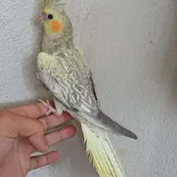 عروس هلندی