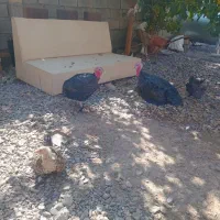 بوقلمون|حیوانات مزرعه|بروجرد, |دیوار