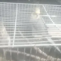 عروس هلندی|پرنده|ابهر, |دیوار