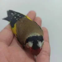 سهره غریب|پرنده|سنندج, |دیوار