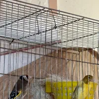 سهره و قناری جفت