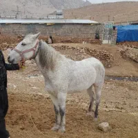 اسب مادیان|اسب و تجهیزات اسب‌سواری|کوهنانی, |دیوار