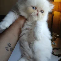 گربه پرشین توپولی دوماهه