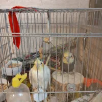 عروس هلندی نر و ماده جفت هستند