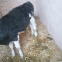 گوساله ماده ۱۳۰کیلو|حیوانات مزرعه|خمینیشهر, |دیوار