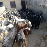 بز چاق جهت مراسمات