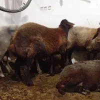 گوسفندنرجوان برای توگله