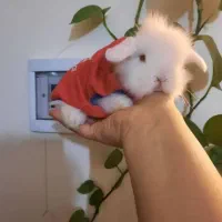 خرگوش مینیاتوری|موش و خرگوش|اراک, |دیوار