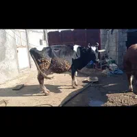 گاو درجه یک با گوساله سیمینتال ماده