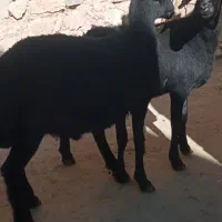 بره نر فروشی