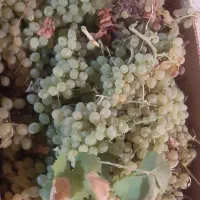 انگور  تازه و کاملا ارگانیک