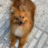 سگ پامرین ماده