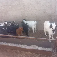 بزغاله جوان مناسب نگهداری|حیوانات مزرعه|قرچک, صالح آباد|دیوار