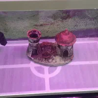 آکواریوم تمیز شرکتی دلسا بافیلترو ماهی|ماهی|رامهرمز, |دیوار