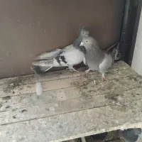 کبوتراصفهانی