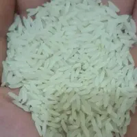 برنج تارم هاشمی