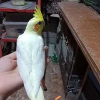 جوجه عروس هلندی سرلاکی