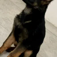 ژرمن شپرد شولاین اصیل گوش ۱۱ ۳ ماهه شناسنامه دار|سگ|مشهد, امیریه|دیوار