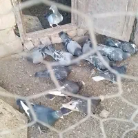 کبوتر خودت نگاه کن پسند شد درخدمتم ...|پرنده|سلیمان, |دیوار