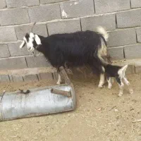 بزکهره دارجوان|حیوانات مزرعه|جهرم, |دیوار