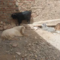 سه تا نر. بزهریکی ۲۲میلیون