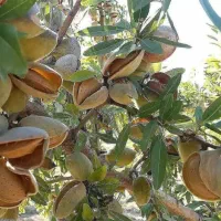 فروش انواع نهال میوه به قیمت عمده در نهالستان ما|خدمات باغبانی و درختکاری|اردبیل, |دیوار