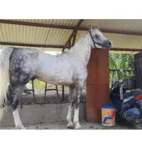 4تا اسب فروش فوری