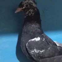 پرنده|پرنده|قوچان, |دیوار