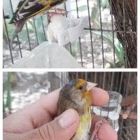 قناری سهره فنچ مرغ‌عشق انگلیسی فروش یا معاوضه|پرنده|شیراز, شاه قلی بیگی|دیوار