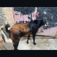 فروشی|حیوانات مزرعه|میناب, |دیوار