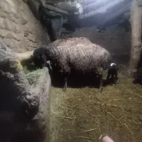 میش بردار|حیوانات مزرعه|بوئین زهرا, |دیوار