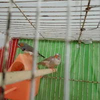 ۵ عدد فنچ با تمام لوازم|پرنده|مشهد, آیت الله کاشانی|دیوار