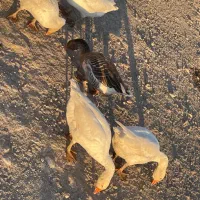 قاز محلی|حیوانات مزرعه|اردبیل, |دیوار