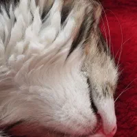 بچه گربه|گربه|هشتگرد, فاز ۱ مهستان|دیوار