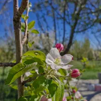 500 متر باغ دولت اباد فراهان