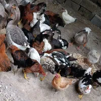 اردک، مرغ، خروس و غاز سالم