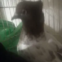 سینه قهوه ای|پرنده|زابل, |دیوار