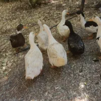 مرغابی و غاز درجه یک|حیوانات مزرعه|تربتحیدریه, شهرک ولیعصر|دیوار