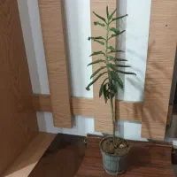 گل اشک عروس