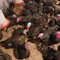 تخم‌ نطفه دار بوقلمون