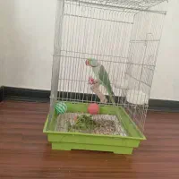 شاه طوطی سخنگو بالای ۲۰ کلام