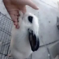 خرگوش