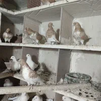 تعدادی کبوترفیلی ماده،جوجه دم سیاه،گرگی زرد،دم دار