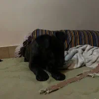 سگ نژاد برتر