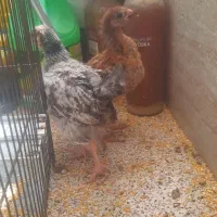 فروش جوجه** رسمی** ۳ماه