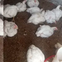 مرغ گوشتی تولید ارگانیک اماده فروش