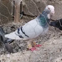 پلنگ|پرنده|سراوان, |دیوار