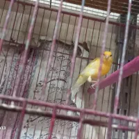 قناری جفت با جوجه و....|پرنده|اراک, |دیوار